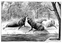 An illustration from Scientific American, Vol. 36, No. 22 (1877) (1877)