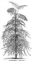 An illustration from Scientific American, Vol. 36, No. 23 (1877) (1877)