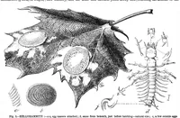 Picture 13 of 15 from Scientific American, Vol. 36, No. 25 (1877) (1877), leaf 9
