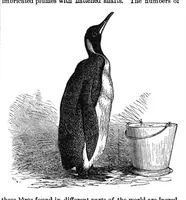 Picture 9 of 13 from Scientific American, Vol. 37, No. 1 (1877) (1877), leaf 7