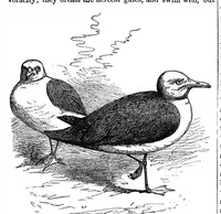 An illustration from Scientific American, Vol. 37, No. 1 (1877) (1877)