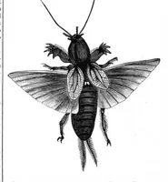 An illustration from Scientific American, Vol. 37, No. 5 (1877) (1877)