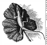 An illustration from Scientific American, Vol. 37, No. 5 (1877) (1877)