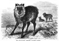 Picture 9 of 12 from Scientific American, Vol. 37, No. 7 (1877) (1877), leaf 8