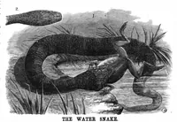 An illustration from Scientific American, Vol. 37, No. 7 (1877) (1877)