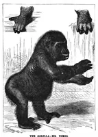 An illustration from Scientific American, Vol. 37, No. 9 (1877) (1877)