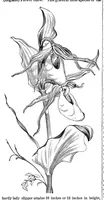 An illustration from Scientific American, Vol. 37, No. 9 (1877) (1877)