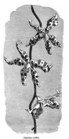 Picture 12 of 15 from Scientific American, Vol. 37, No. 9 (1877) (1877), leaf 8