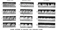 Picture 13 of 15 from Scientific American, Vol. 37, No. 9 (1877) (1877), leaf 9