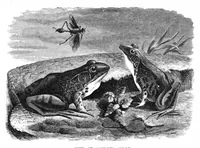 Picture 10 of 13 from Scientific American, Vol. 37, No. 10 (1877) (1877), leaf 8