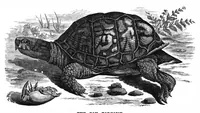Picture 12 of 14 from Scientific American, Vol. 37, No. 11 (1877) (1877), leaf 8