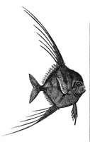 Picture 13 of 14 from Scientific American, Vol. 37, No. 11 (1877) (1877), leaf 9