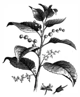 An illustration from Scientific American, Vol. 37, No. 18 (1877) (1877)