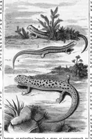 An illustration from Scientific American, Vol. 37, No. 19 (1877) (1877)