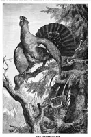 An illustration from Scientific American, Vol. 37, No. 22 (1877) (1877)