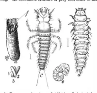 An illustration from Scientific American, Vol. 37, No. 24 (1877) (1877)
