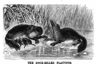 Picture 10 of 18 from Scientific American, Vol. 37, No. 24 (1877) (1877), leaf 8