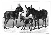 An illustration from Scientific American, Vol. 37, No. 26 (1877) (1877)