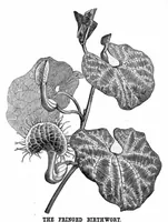 An illustration from Scientific American, Vol. 37, No. 26 (1877) (1877)