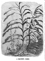 Picture 7 of 9 from Scientific American, Vol. 38, No. 1 (1878) (1878), leaf 4