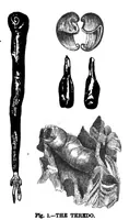 Picture 16 of 16 from Scientific American, Vol. 38, No. 5 (1878) (1878), leaf 10