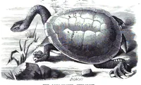 An illustration from Scientific American, Vol. 38, No. 6 (1878) (1878)