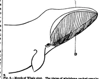 Picture 9 of 13 from Scientific American, Vol. 38, No. 6 (1878) (1878), leaf 7
