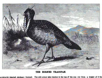 Picture 10 of 14 from Scientific American, Vol. 38, No. 8 (1878) (1878), leaf 8