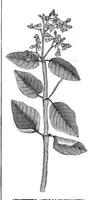 An illustration from Scientific American, Vol. 38, No. 14 (1878) (1878)