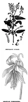 An illustration from Scientific American, Vol. 38, No. 15 (1878) (1878)