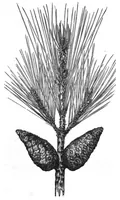 An illustration from Scientific American, Vol. 38, No. 18 (1878) (1878)