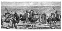 An illustration from Scientific American, Vol. 38, No. 19 (1878) (1878)