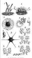 Picture 8 of 11 from Scientific American, Vol. 38, No. 25 (1878) (1878), leaf 6