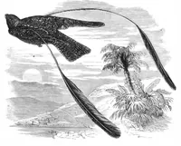 An illustration from Scientific American, Vol. 39, No. 2 (1878) (1878)