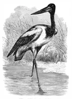 An illustration from Scientific American, Vol. 39, No. 5 (1878) (1878)