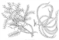 An illustration from Scientific American, Vol. 39, No. 9 (1878) (1878)