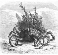 An illustration from Scientific American, Vol. 39, No. 10 (1878) (1878)