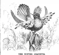 Picture 11 of 17 from Scientific American, Vol. 39, No. 12 (1878) (1878), leaf 8