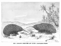An illustration from Scientific American, Vol. 39, No. 14 (1878) (1878)
