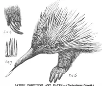 Picture 11 of 14 from Scientific American, Vol. 39, No. 14 (1878) (1878), leaf 10