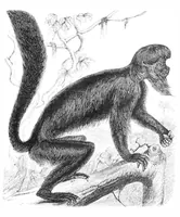 An illustration from Scientific American, Vol. 39, No. 15 (1878) (1878)