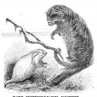 An illustration from Scientific American, Vol. 39, No. 16 (1878) (1878)