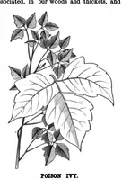 An illustration from Scientific American, Vol. 39, No. 22 (1878) (1878)