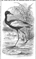An illustration from Scientific American, Vol. 39, No. 23 (1878) (1878)