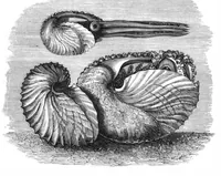An illustration from Scientific American, Vol. 39, No. 24 (1878) (1878)