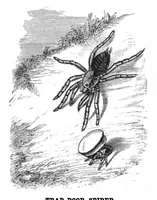 An illustration from Scientific American, Vol. 39, No. 24 (1878) (1878)