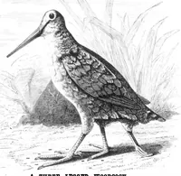 Picture 10 of 14 from Scientific American, Vol. 40, No. 2 (1879) (1879), leaf 8