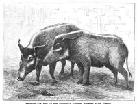 An illustration from Scientific American, Vol. 40, No. 4 (1879) (1879)