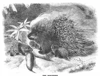 Picture 10 of 15 from Scientific American, Vol. 40, No. 5 (1879) (1879), leaf 8