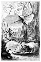 Picture 10 of 13 from Scientific American, Vol. 40, No. 6 (1879) (1879), leaf 8